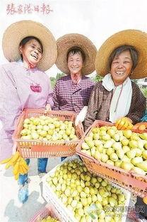 网红吃的网纹瓜,网纹瓜，口感与颜值并存的美味之旅  第3张