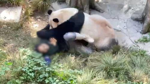 娱乐大爆料熊猫,熊猫明星的幕后故事大揭秘 第3张 娱乐大爆料熊猫,熊猫明星的幕后故事大揭秘 第3张