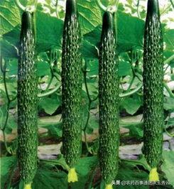 黄瓜农药爆料方法视频大全,教你轻松识别农药残留 第3张 黄瓜农药爆料方法视频大全,教你轻松识别农药残留 第3张